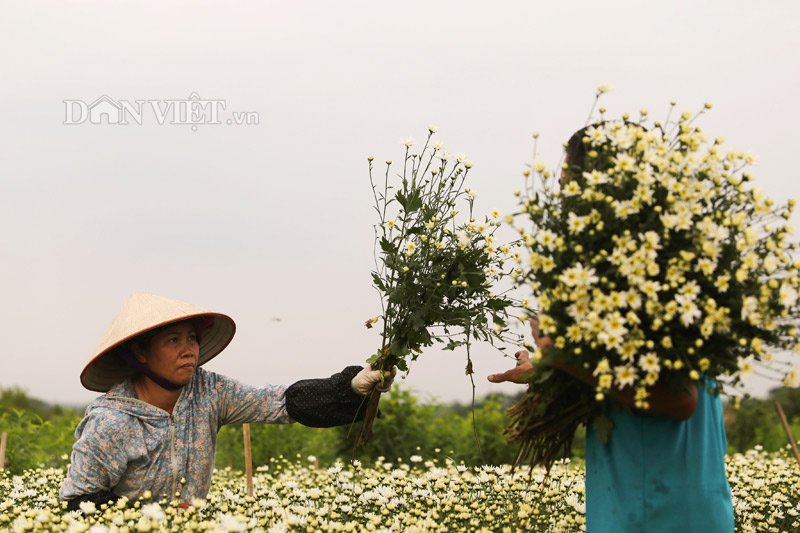 Trắng tinh khôi cúc họa mi trong chớm đông Hà Nội - 3