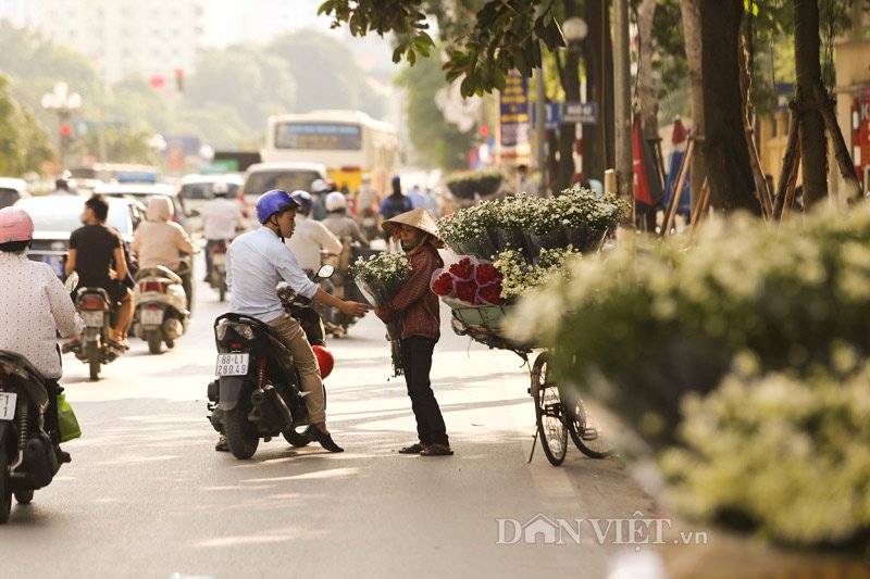 Trắng tinh khôi cúc họa mi trong chớm đông Hà Nội - 6