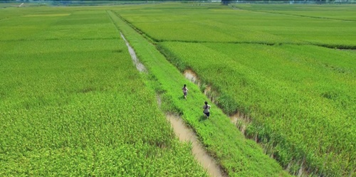 Phim Việt về nạn tảo hôn tung trailer đầy sâu lắng - 1