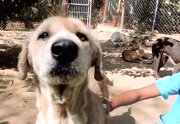 Clip: Giải cứu chú chó đáng thương có lông bị &#34;hóa đá&#34; - 2