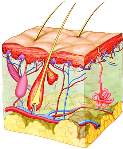 Trị rụng tóc đừng quên “thần dược” hà thủ ô - 2