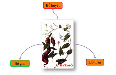 Trị rụng tóc đừng quên “thần dược” hà thủ ô - 1