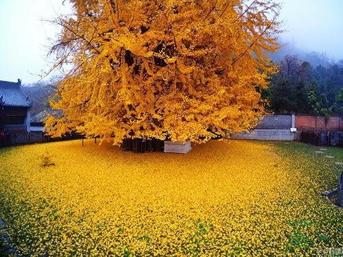 Bạch quả ngàn năm tuổi trút lá tuyệt đẹp nơi cửa Phật - 1