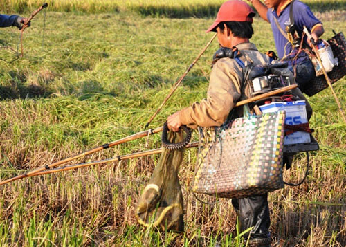 Theo chân thợ săn chuột đồng ở Sài Gòn - 7