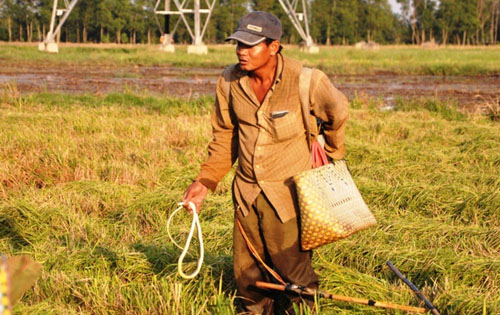 Theo chân thợ săn chuột đồng ở Sài Gòn - 8