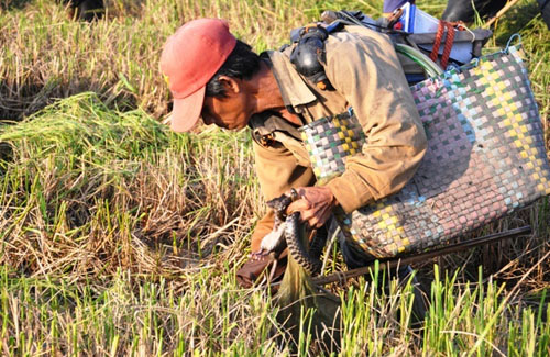 Theo chân thợ săn chuột đồng ở Sài Gòn - 9