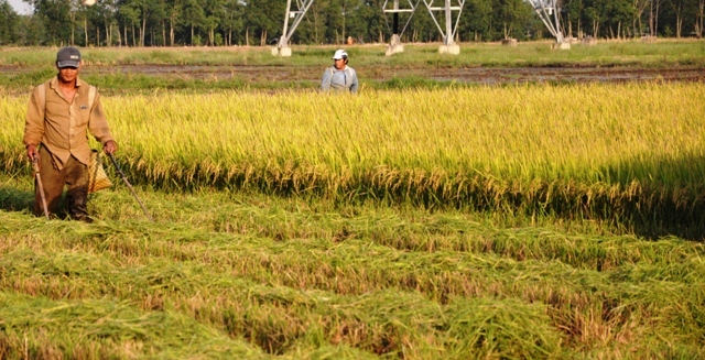 Theo chân thợ săn chuột đồng ở Sài Gòn - 2