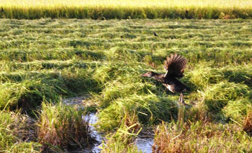 Theo chân thợ săn chuột đồng ở Sài Gòn - 12