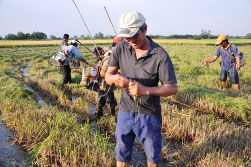 Theo chân thợ săn chuột đồng ở Sài Gòn - 13