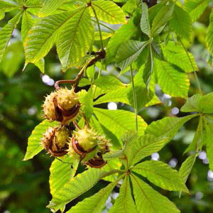 Hạt dẻ ngựa - bí kíp chữa bệnh trĩ của người Châu Âu - 1