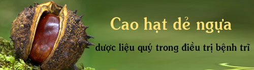 Hạt dẻ ngựa - bí kíp chữa bệnh trĩ của người Châu Âu - 3
