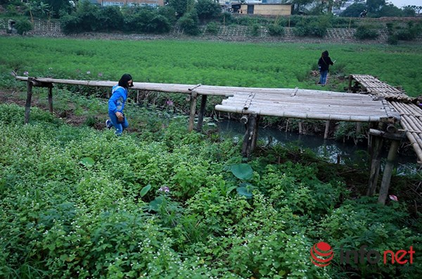 Vườn tam giác mạch giữa Thủ đô phải đóng cửa - 2