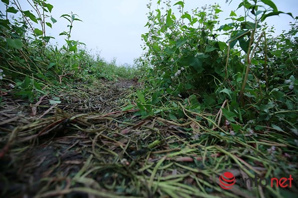 Vườn tam giác mạch giữa Thủ đô phải đóng cửa - 5