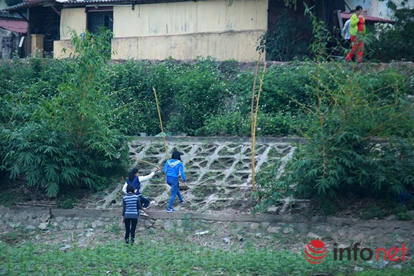 Vườn tam giác mạch giữa Thủ đô phải đóng cửa - 8