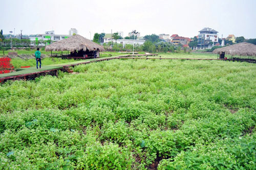 Hàng nghìn người giẫm nát hoa tam giác mạch: Chủ vườn lên tiếng - 15