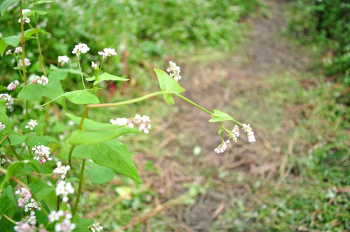 Hàng nghìn người giẫm nát hoa tam giác mạch: Chủ vườn lên tiếng - 7