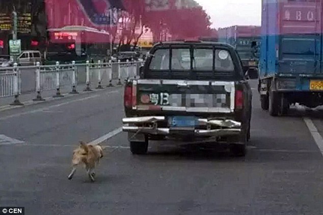 Phẫn nộ cảnh chú chó bị xe tải kéo lê đến chết ở TQ - 1