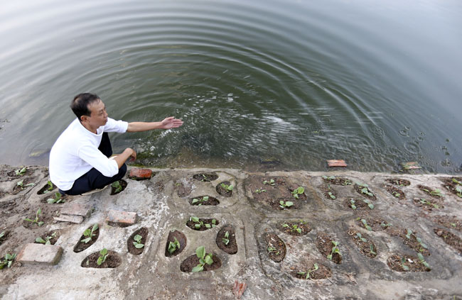 Dân Thủ đô tự trồng rau sạch kiểu “cao nguyên đá” - 4