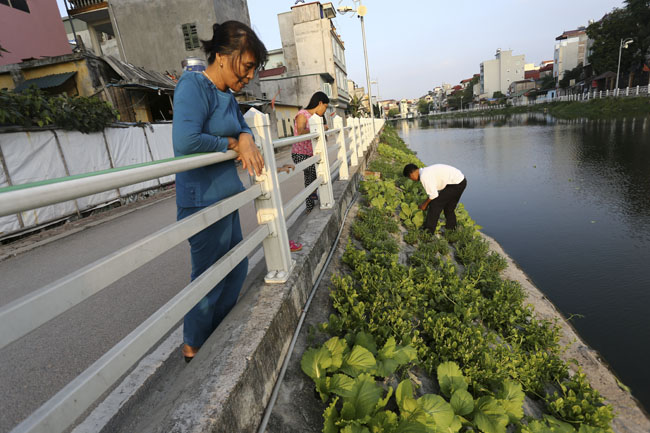 Dân Thủ đô tự trồng rau sạch kiểu “cao nguyên đá” - 5