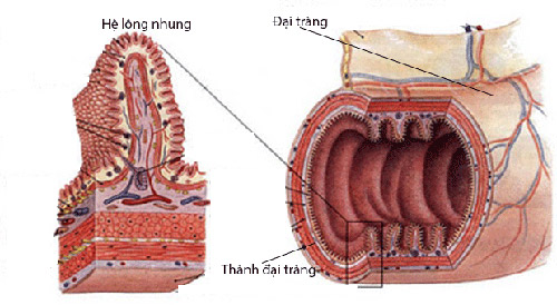 Bật mí cách chữa viêm đại tràng cấp và mạn tính - 2