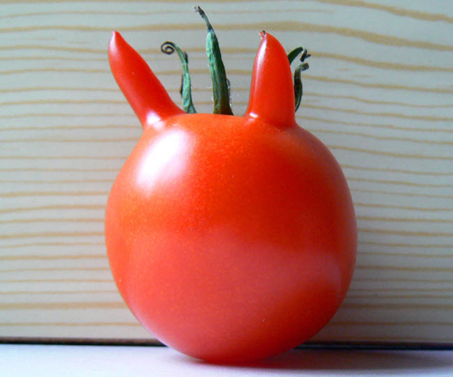 Quả cà chua quỷ quái hay sinh vật nhỏ trong không gian?
