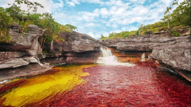 Nước dưới sông Caño Cristales ở Colombia chuyển thành màu sắc rực rỡ trong thời gian từ tháng 9 đến tháng 12 hàng năm. Nguyên nhân là do loại thủy sinh có tên Macarenia claviger, khiến nước chuyển màu vàng, đỏ, hồng và xanh.