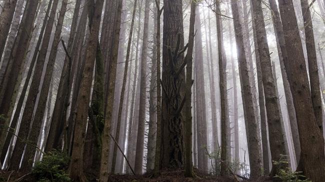 Vườn quốc gia Redwood (gỗ tùng bách đỏ) ở Carlifornia là bối cảnh của khu rừng trên vầng trăng Endor. Công viên Grizzly Creek Redwoods và Humboldt Redwoods là nơi quay nhiều cảnh rượt đuổi trong phim nhất.