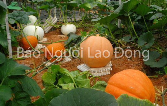 Chiêm ngưỡng bí ngô khổng lồ tại Đà Lạt - 2