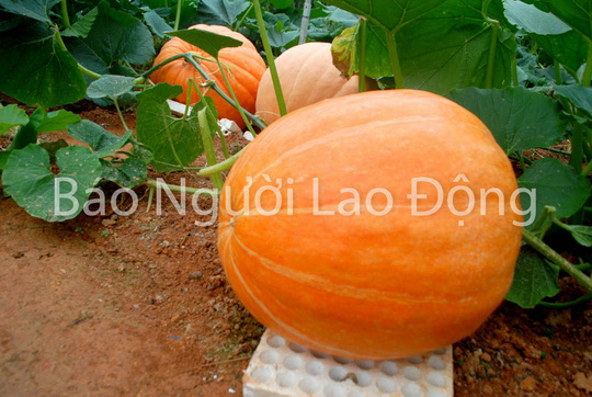 Chiêm ngưỡng bí ngô khổng lồ tại Đà Lạt - 3