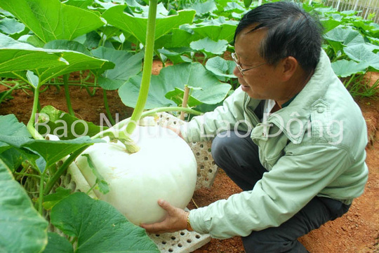 Chiêm ngưỡng bí ngô khổng lồ tại Đà Lạt - 4