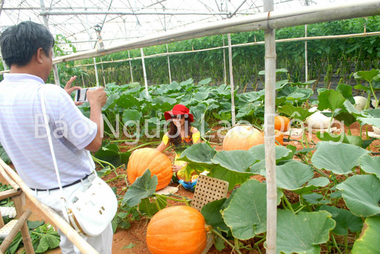 Chiêm ngưỡng bí ngô khổng lồ tại Đà Lạt - 5