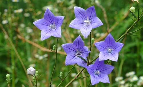 Cách trị ho cho trẻ từ thảo dược tự nhiên - 5