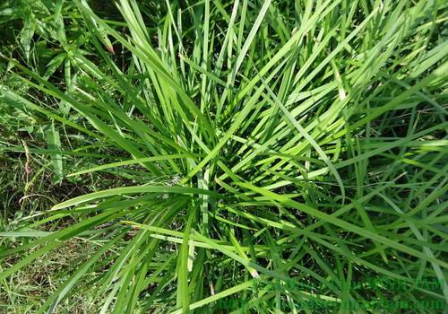 Cách trị ho cho trẻ từ thảo dược tự nhiên - 6