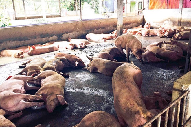 Hà Nội: Thủ đoạn mới đưa chất cấm vào nuôi lợn - 1