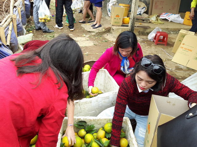 Loại cam cho thu nhập tiền tỷ đang bị mạo danh? - 2