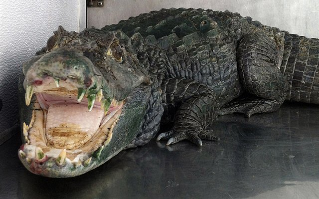 Mỹ: Trốn cảnh sát, kẻ trộm bị cá sấu ăn thịt - 1