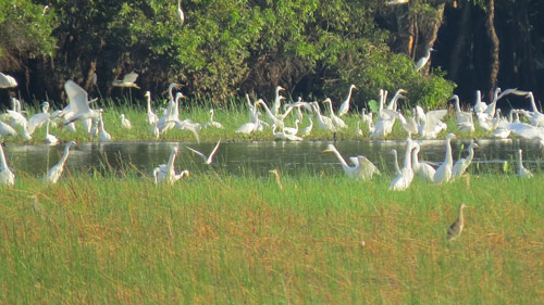 Tràm Chim – diện mạo mới cho mùa lễ hội - 5