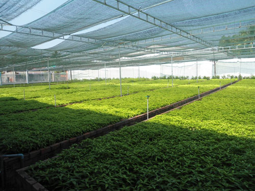 Cách phân loại cây Hoàn Ngọc - 1