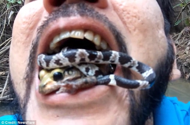 Video: “Dị nhân” ngậm cả rắn và ếch độc trong miệng - 1