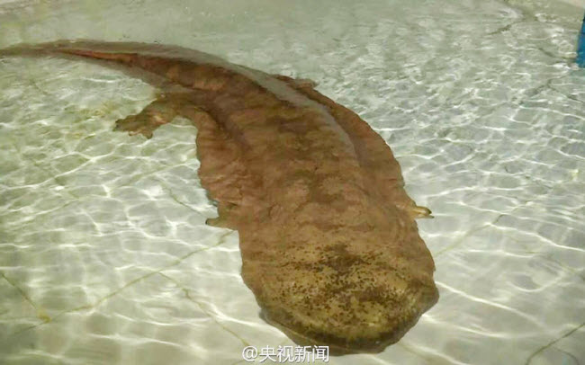 Một ngư dân đã bắt được con kỳ giông khổng lồ dài 1,4m và nặng 52kg tại thành phố Trung Khánh, Trung Quốc. Các chuyên gia cho rằng con vật hiếm gặp này khoảng 200 năm tuổi.