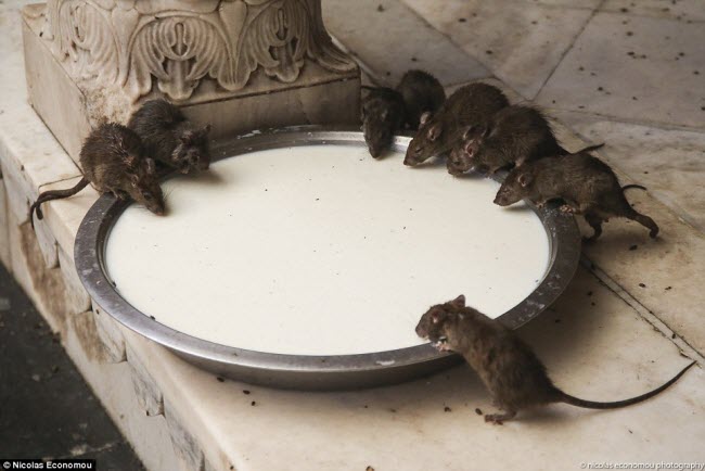 Trong khi bị coi là loài động vật có hại tại nhiều nền văn hóa, hơn 20.000 con chuột được chăm sóc chu đáo và tôn sùng tại ngôi đền Karni Mata ở Rajasthan.
