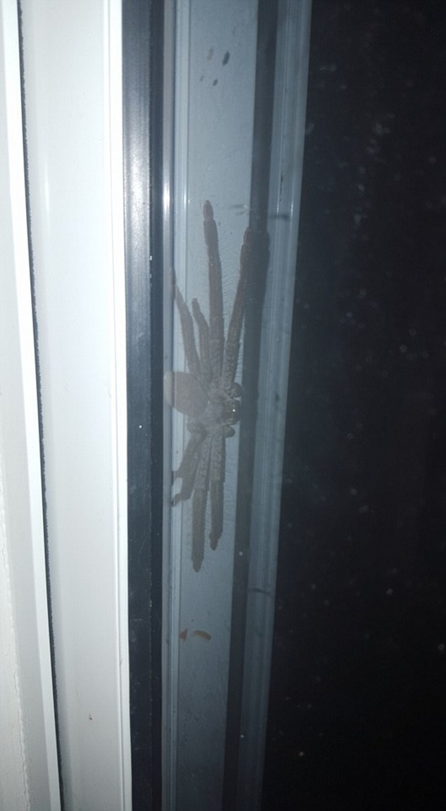 Phát hiện nhện săn khổng lồ nấp ngoài cửa nhà dân - 1