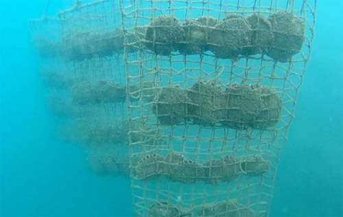 Vẻ đẹp lộng lẫy của ngọc trai South Sea vàng - 4