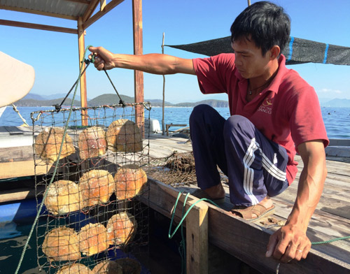 Vẻ đẹp lộng lẫy của ngọc trai South Sea vàng - 5