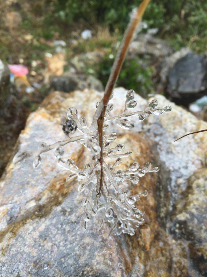 Sa Pa: Băng giá phủ kín đèo Ô Quý Hồ - 4