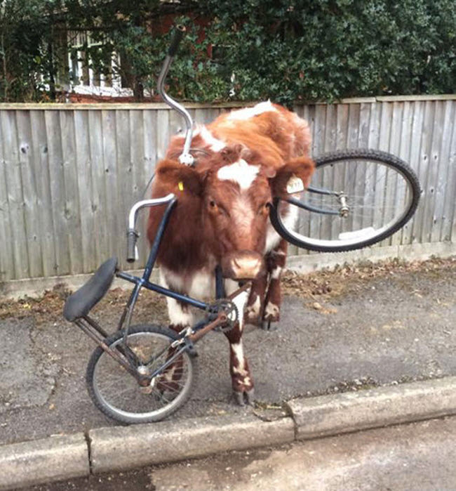 Bò bị kẹt đầu trong khung một chiếc xe đạp trên đường phố ở Brockenhurst, Anh.