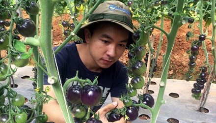 Vườn cà chua đen trĩu quả của chàng cử nhân 9X - 1