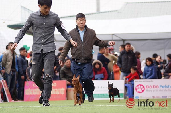 Kỳ công nghề trang điểm cho thú cưng - 1