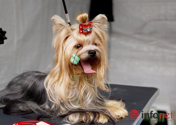 Kỳ công nghề trang điểm cho thú cưng - 10