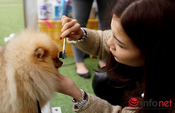 Kỳ công nghề trang điểm cho thú cưng - 2